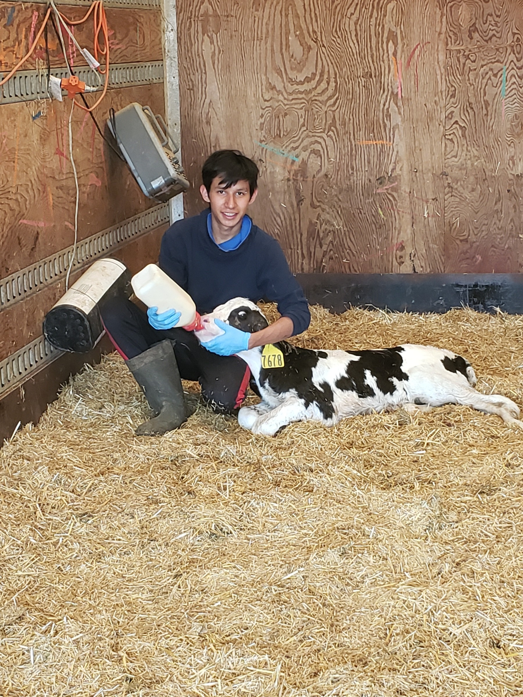 Feeding a calf