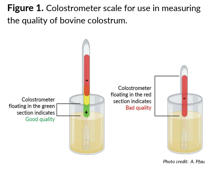 Effects of colostrum management on transfer of passive immunity