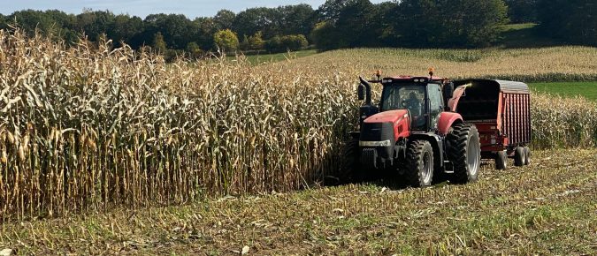 Silage-specific corn hybrids for dairy cattle diets