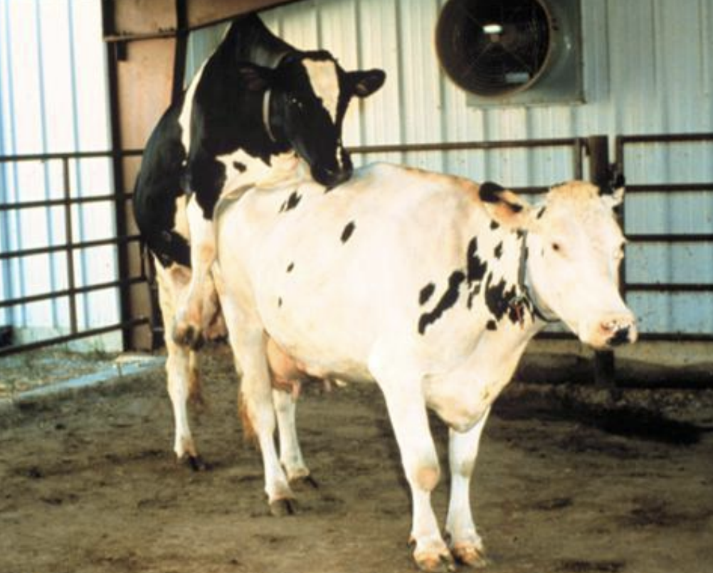 Estrus Cycle in Cows