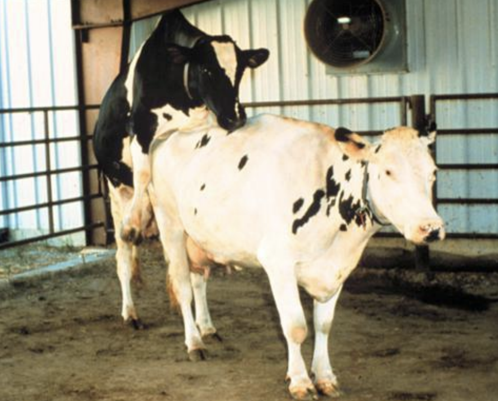 cow standing in heat