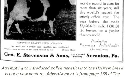Early advertisement for polled Holstein genetics