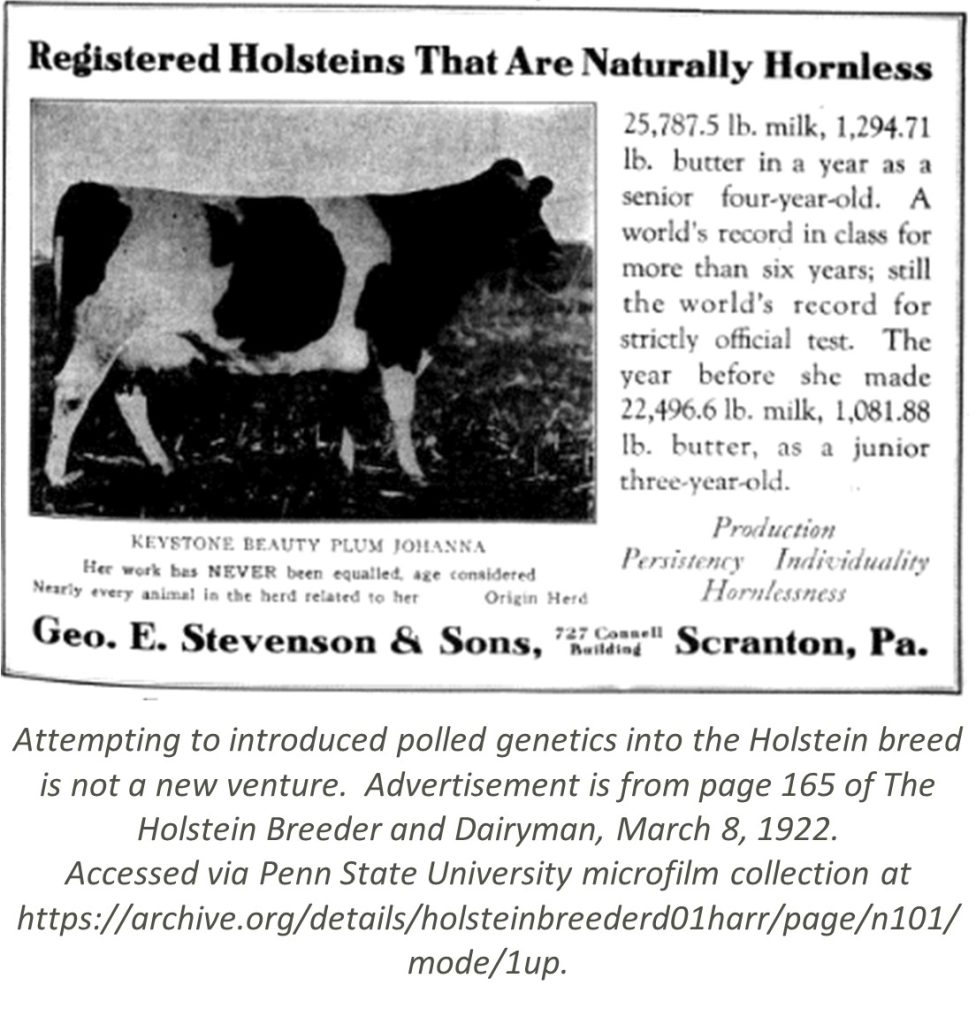 Attempting to introduced polled genetics into the Holstein breed is not a new venture.  Advertisement is from page 165 of The Holstein Breeder and Dairyman, March 8, 1922.  
Accessed via Penn State University microfilm collection at https://archive.org/details/holsteinbreederd01harr/page/n101/mode/1up.