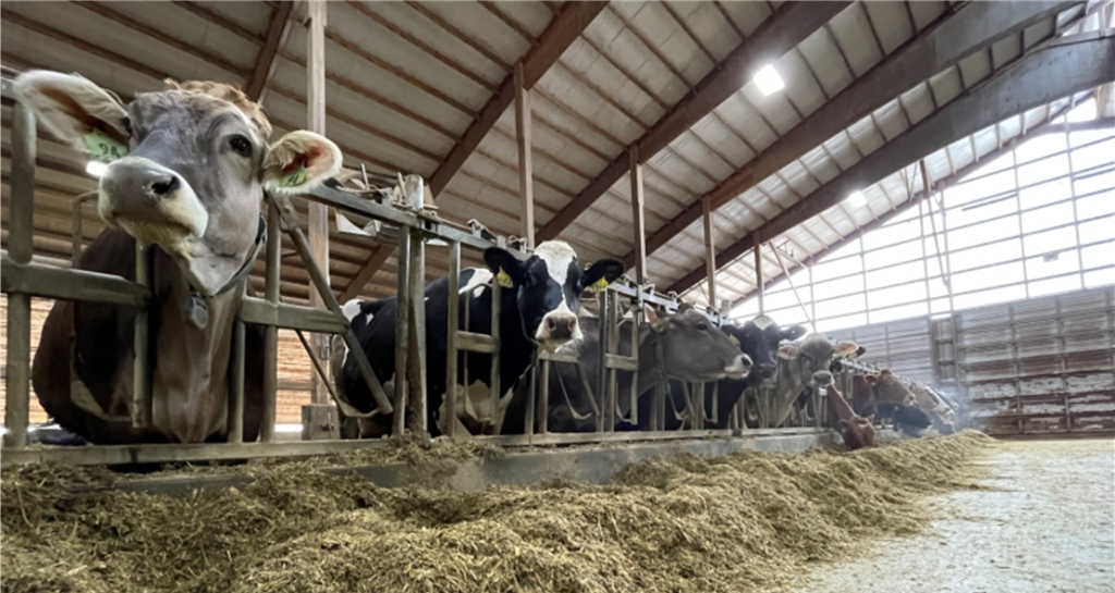 cows at feed line