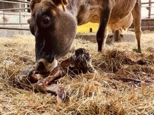 Optimising the post-freshening period for dairy cows - All About Feed