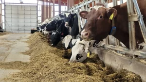 Feeding postpartum cows successfully - All About Feed