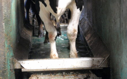 Cow foot in bath