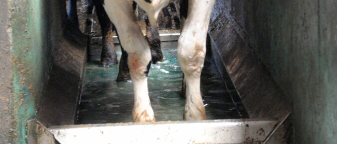 Robotic milking farms and digital dermatitis