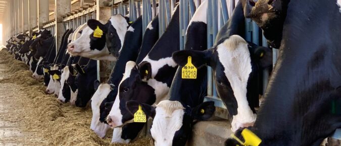  Economics of Dairy Cattle Hoof Health
