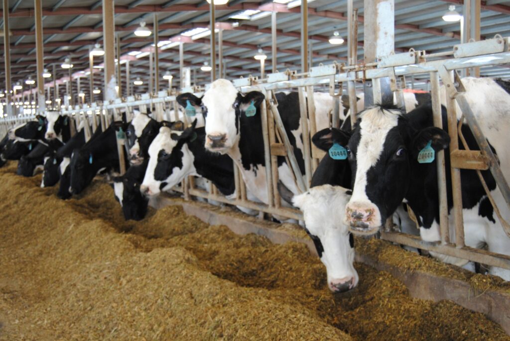 Dairy cows eating at a feed bunk