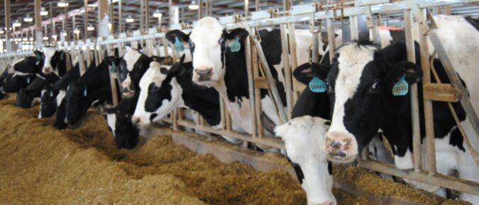  Hoof health & nutrition of dairy cows