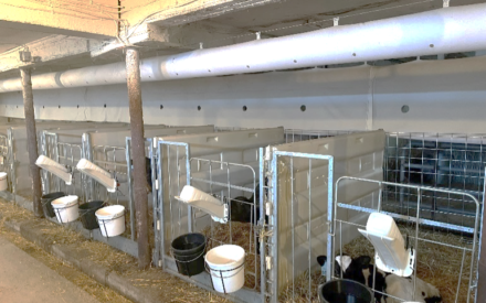 renovated calf barn. calves in hutches with milk bottles.