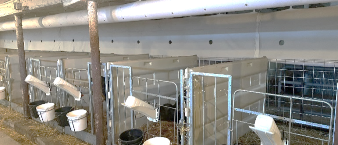 Renovating Tie-Stall Barns for Indoor Calf Housing