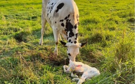 Dairy Cow and new born calf