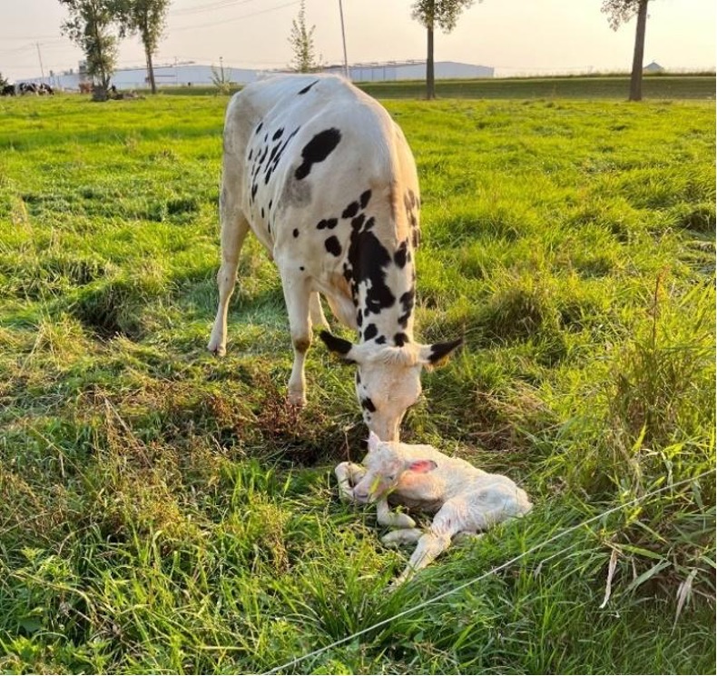 A white cow with black spots bends over to lick her newly born calf that's laying at her feet. 