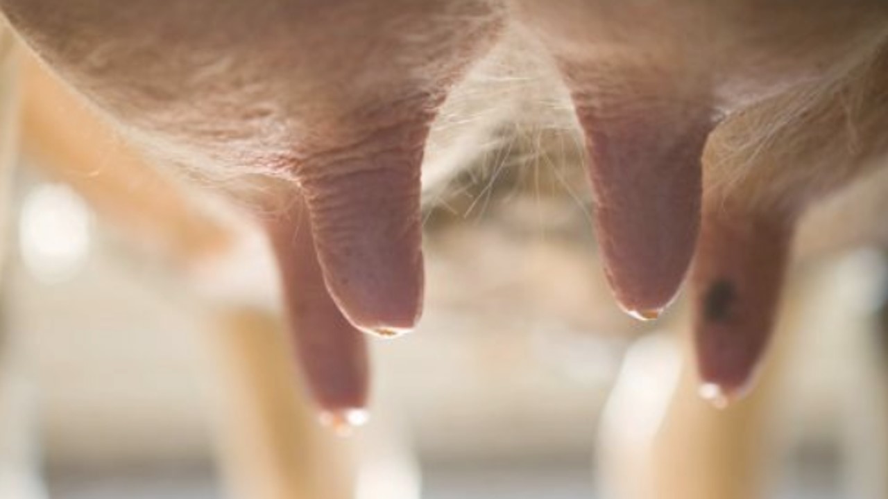 Watch: Regulation of the Lactating Mammary Gland [Video] ️ – Dairy
