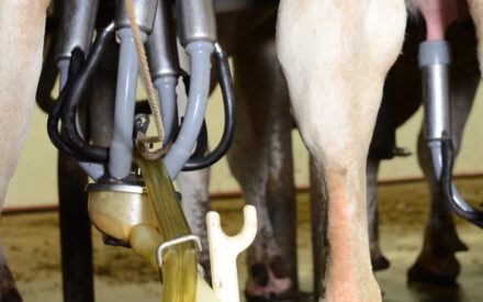 Close up of a cow being milked in a parlor