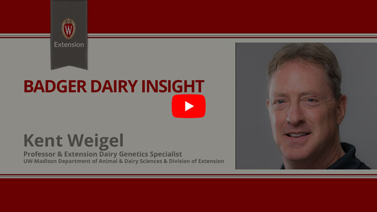 The image is a screenshot from a video titled "Badger Dairy Insight" featuring a man named Kent Weigel. The top portion displays the University of Wisconsin Extension logo in red and gray colors. Below that is a play button icon for the video. The lower part shows Kent Weigel's photo along with his title as Professor & Extension Dairy Genetics Specialist in the UW-Madison Department of Animal & Dairy Sciences, Division of Extension.