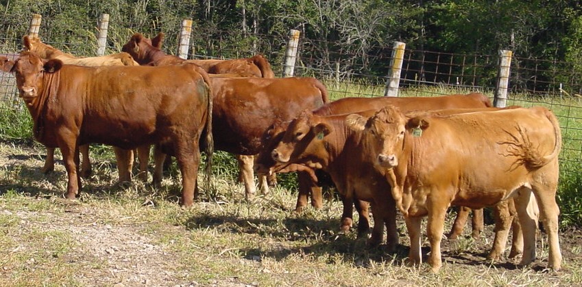 A group of seven beef cattle stand at a fence and look at the camera