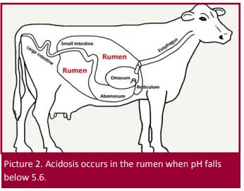 Diagram of cow's rumen