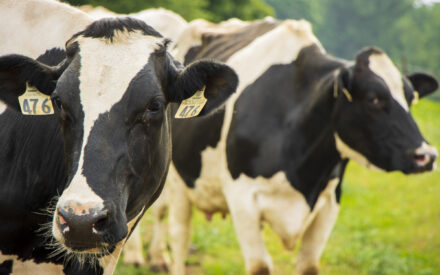 Extension will host a USDA Dairy Margin Coverage Program update