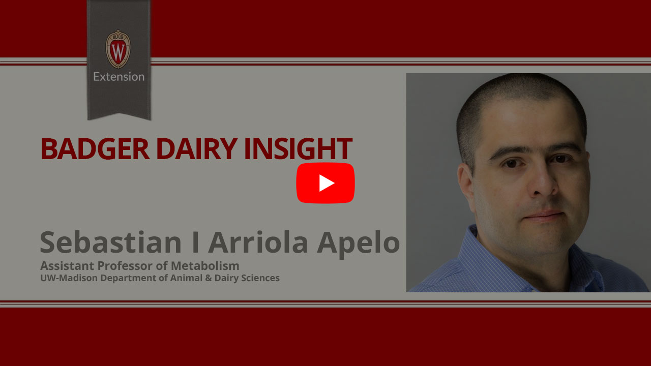 The image shows a professional headshot of a man identified as Sebastian I Arriola Apelo, who is an Assistant Professor of Metabolism at the UW-Madison Department of Animal & Dairy Sciences. The image is part of a video thumbnail or website layout with the title "Badger Dairy Insight" and a play button, suggesting it is related to educational or informational content about dairy science from the University of Wisconsin-Madison Extension program.