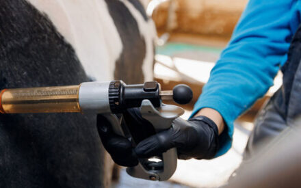 The image shows someone wearing blue clothing and black gloves holding a metallic tool or instrument against the side of a black and white animal, likely a cow or other livestock. This appears to be a close-up view of administering a treatment, injection, or procedure on the animal in a farm or agricultural setting.