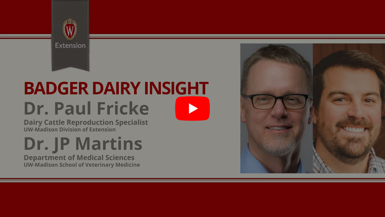 The image shows a title banner for "Badger Dairy Insight", which is an educational or informational video series. It features headshots of two individuals, presenters named Dr. Paul Fricke, who is a Dairy Cattle Reproduction Specialist, and Dr. JP Martins from the Department of Medical Sciences at the UW-Madison School of Veterinary Medicine. The banner has the University of Wisconsin-Madison extension logo and branding colors of red and gray.
