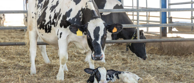 Activity Monitoring Technology for Reproductive Management of Dairy Cows