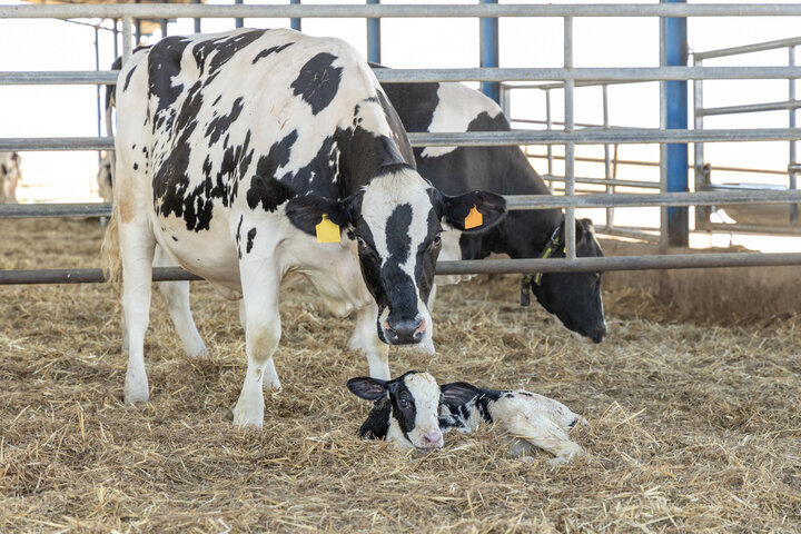 Advances in activity monitoring technology have taken electronic estrus (heat) detection from concept to reality on more dairy farms today. This is of significance because estrus detection has historically been a challenging task.