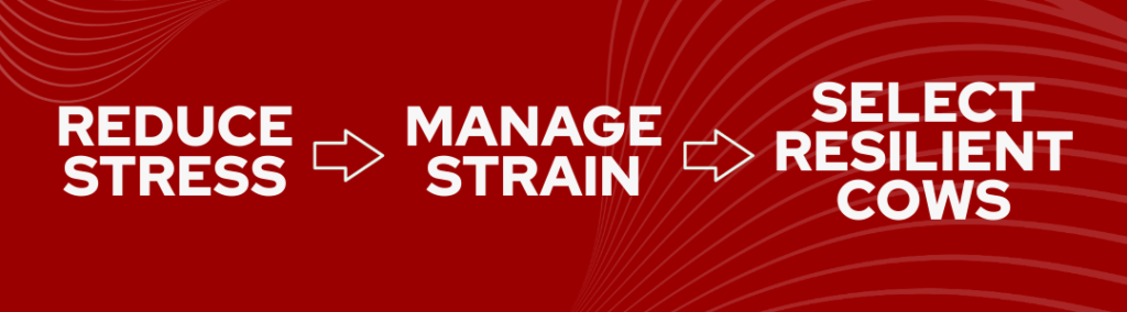 An infographic on a red background shows the steps to improve cattle resilience: 'REDUCE STRESS', 'MANAGE STRAIN', and 'SELECT RESILIENT COWS'. Arrows indicate the progression between these three steps.