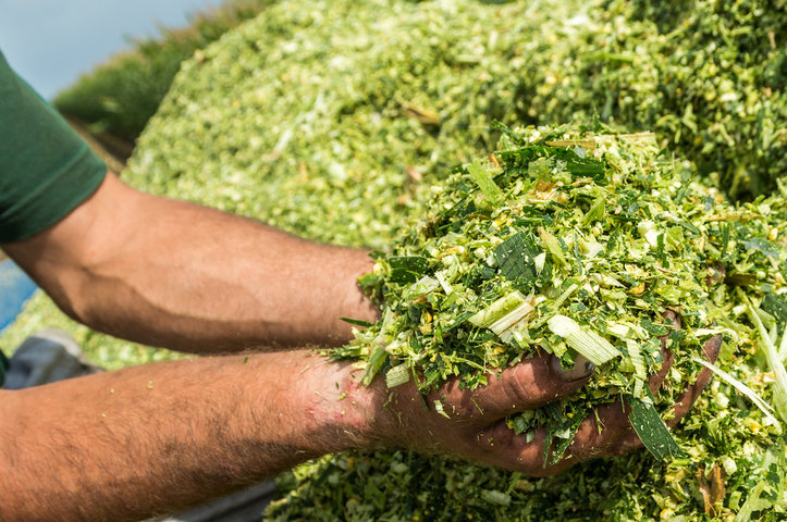 Beyond BMR: Securing the Future of High-Quality Corn Silage