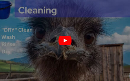 Image of a wet, ruffled ostrich in front of a cleaning services menu with options like 'Dry Clean', 'Wash', 'Rinse', and 'Dry', suggesting the ostrich went through an successful cleaning process. A play button indicates a possible video.