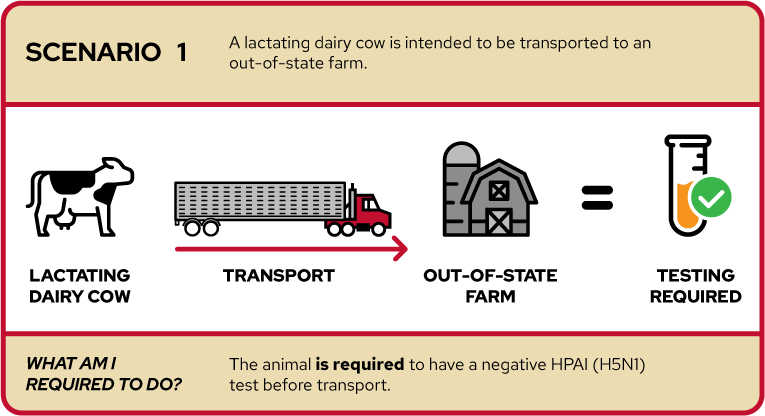 The image depicts Scenario 1, where a lactating dairy cow is intended to be transported to an out-of-state farm. It shows icons representing a lactating dairy cow, a truck for transport, an out-of-state farm destination, and a tick mark indicating testing is required. The text below states "The animal is required to have a negative HPAI (H5N1) test before transport."