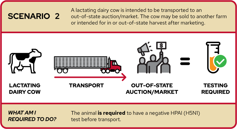 The image depicts Scenario 2, where a lactating dairy cow is intended to be transported to an out-of-state auction/market. The cow may be sold to another farm or intended for in or out-of-state harvest after marketing. It shows icons representing a lactating dairy cow, a truck for transport, an out-of-state auction/market destination with people figures and a dollar sign, and a tick mark indicating testing is required. The text below states "The animal is required to have a negative HPAI (H5N1) test before transport."