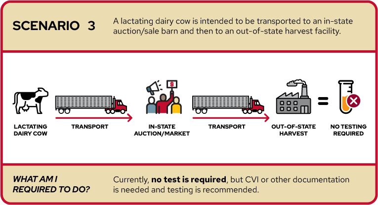 The image depicts Scenario 3, where a lactating dairy cow is intended to be transported to an in-state auction/sale barn and then to an out-of-state harvest facility. It shows icons representing a lactating dairy cow, two transport trucks, an in-state auction/market destination with people figures, an out-of-state harvest facility, and a cross mark indicating no testing is required. The text below states "Currently, no test is required, but CVI or other documentation may be recommended."