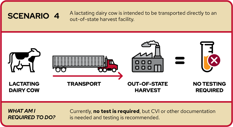 The image depicts Scenario 4, where a lactating dairy cow is intended to be transported directly to an out-of-state harvest facility. It shows icons representing a lactating dairy cow, a transport truck, an out-of-state harvest facility with a smokestack, and a cross mark indicating no testing is required. The text below states "Currently, no test is required, but CVI or other documentation may be recommended."