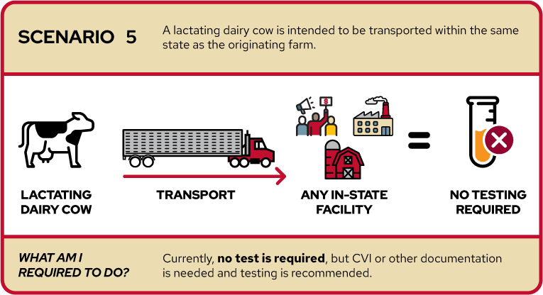 ALT Text: The image depicts Scenario 5, where a lactating dairy cow is intended to be transported within the same state as the originating farm. It shows icons representing a lactating dairy cow, a transport truck, an any in-state facility destination with people figures and a crossed-out symbol, and a cross mark indicating no testing is required. The text below states "Currently, no test is required, but CVI or other documentation may be recommended."