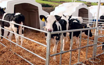 The image shows a group of dairy cows confined in a metal pen with a straw-covered floor. The cows are standing close together, with some facing forward and others with their heads turned. The black and white markings on their hides are clearly visible, and one cow in the center has distinct yellow ear tags. The pen has metal railings and arched entrances, resembling a temporary or portable livestock shelter.