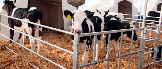 Water: A critical and undervalued nutrient in dairy calves