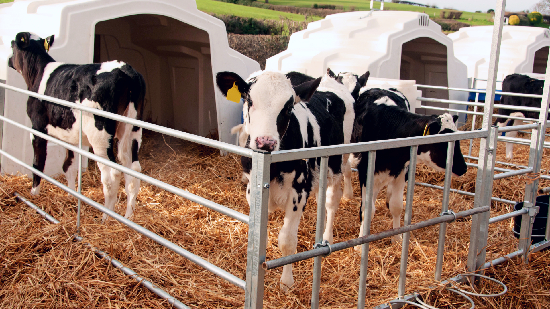 Water: A critical and undervalued nutrient in dairy calves – Dairy