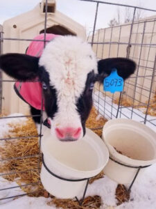 The image shows a close-up view of a calf inside a metal wire enclosure or pen. The calf has distinctive black markings around its eyes, resembling a mask or goggles, giving it an endearing appearance. The calf is drinking from a clean water bucket.