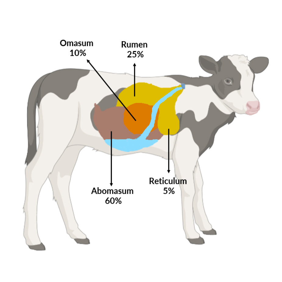 The image shows a diagram of a cow's digestive system, with different parts labeled and their respective percentages indicated. The omasum (10%), rumen (25%), abomasum (60%), and reticulum (5%) are highlighted and color-coded within the outline of the cow's body. This visual representation helps illustrate the proportions and locations of the different stomach chambers involved in the ruminant digestion process.