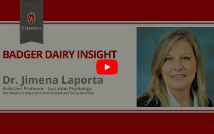 The image is a screenshot from a video titled "Badger Dairy Insight" featuring Dr. Jimena Laporta. The top portion displays the University of Wisconsin Extension logo. Below that is a play button icon for the video.