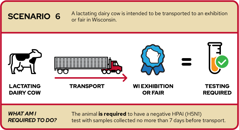 The image depicts Scenario 6, where a lactating dairy cow is intended to be transported to an exhibit or fair in Wisconsin. It shows icons representing a lactating dairy cow, a truck for transport, a Wisconsin Exhibition or Fair, and a tick mark indicating testing is required. The text below states "The animal is required to have a negative HPAI (H5N1) test before transport."