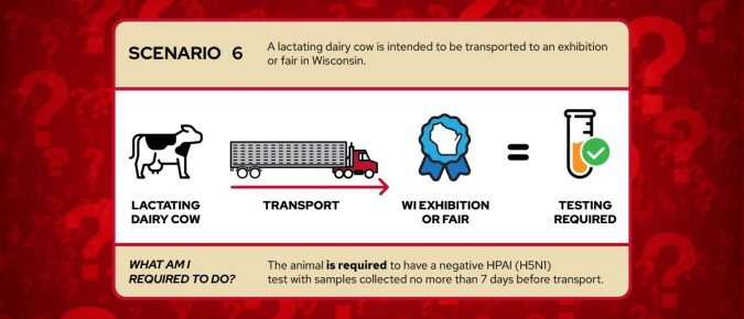 Am I required to test for HPAI (H5N1) before transporting my cattle?