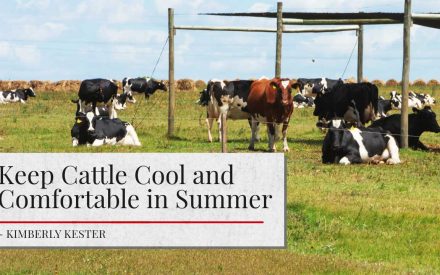 A group of cattle, including black and white cows, are gathered in a green field under a large shade structure on a sunny day. The sky is partly cloudy. In the foreground, there's a banner with the text "Keep Cattle Cool and Comfortable in Summer - Kimberly Kester" displayed in white and red font on a gray background.