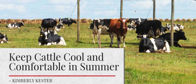 Keep Cattle Cool and Comfortable in Summer