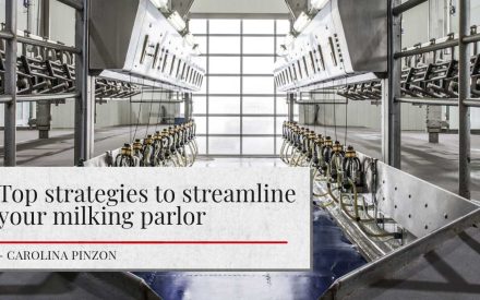 Interior view of a modern milking parlor with multiple milking machines aligned in rows. The facility is well-lit with natural light coming through large windows at the end of the room. A banner overlaying the image reads ‘Top strategies to streamline your milking parlor’ with the author’s name, Carolina Pinzon, below