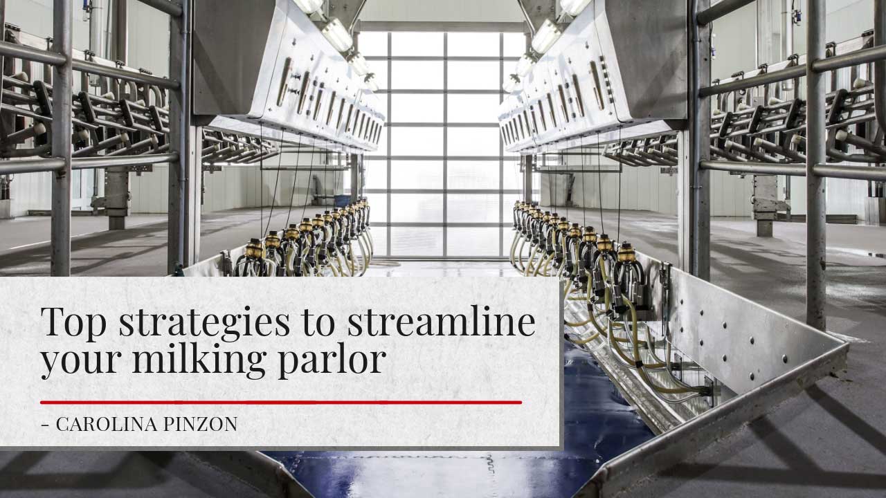 Interior view of a modern milking parlor with multiple milking machines aligned in rows. The facility is well-lit with natural light coming through large windows at the end of the room. A banner overlaying the image reads ‘Top strategies to streamline your milking parlor’ with the author’s name, Carolina Pinzon, below